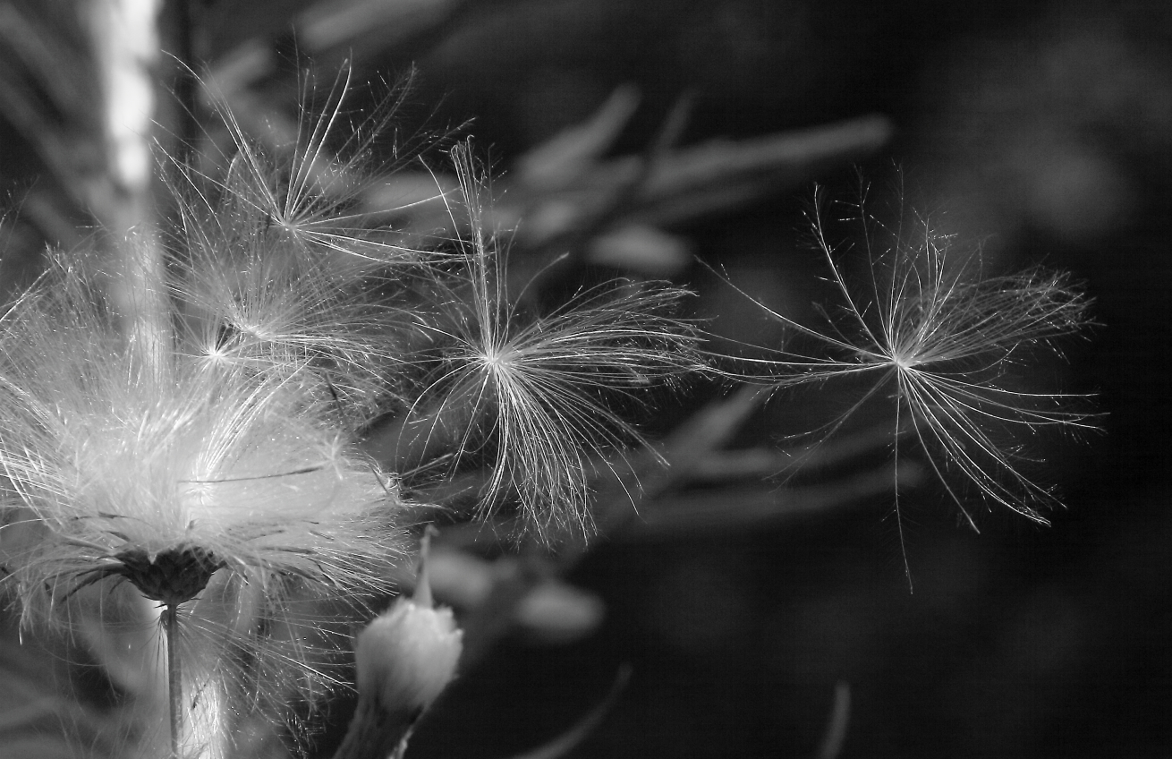 2011 07 26 IMG 34503ebw